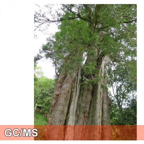 Taiwan Red Cypress 台灣紅檜